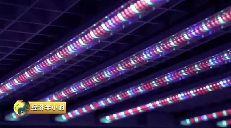 一家神奇“植物工厂”：种出的蔬菜比普通菜价贵近10倍！