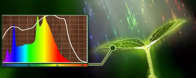 [Light·照明界]想要做好植物照明？先弄懂这些知识吧