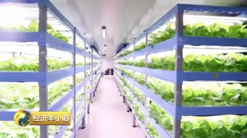 一家神奇“植物工厂”：种出的蔬菜比普通菜价贵近10倍！
