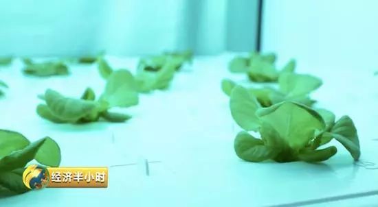 一家神奇“植物工厂”：种出的蔬菜比普通菜价贵近10倍！