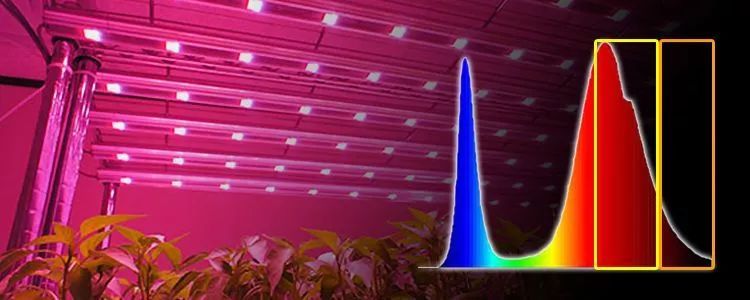 [Light·照明界]想要做好植物照明？先弄懂这些知识吧