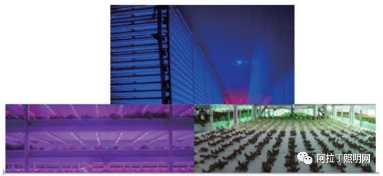 白皮书 | 植物工厂应用案例介绍