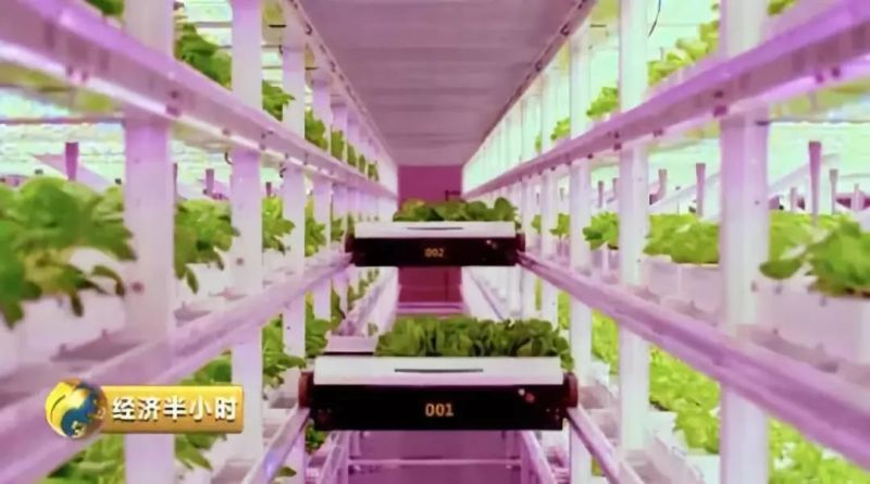 一家神奇“植物工厂”：种出的蔬菜比普通菜价贵近10倍！