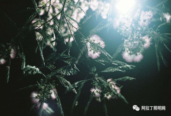 从植物照明看夜间和谐光环境如何科学设计