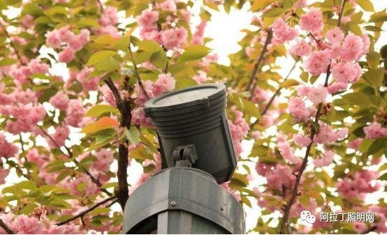 从植物照明看夜间和谐光环境如何科学设计
