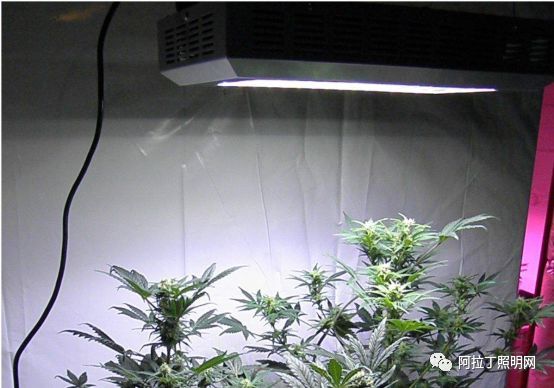 从植物照明看夜间和谐光环境如何科学设计