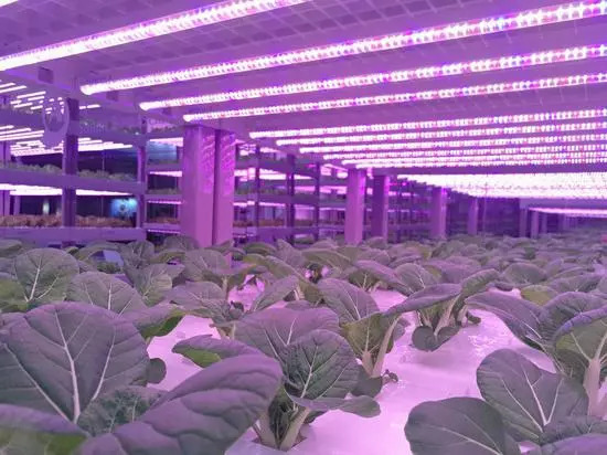 中科三安自主研发全国首套全自动化垂直农业生产系统