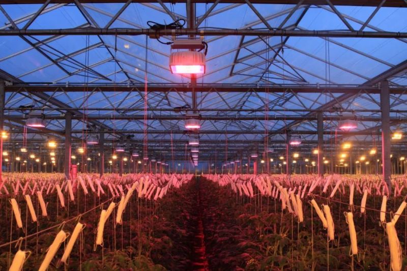 科锐新款红光XLamp LED，为植物照明提供更高效率