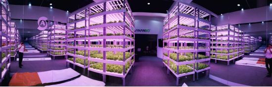 中科三安自主研发全国首套全自动化垂直农业生产系统