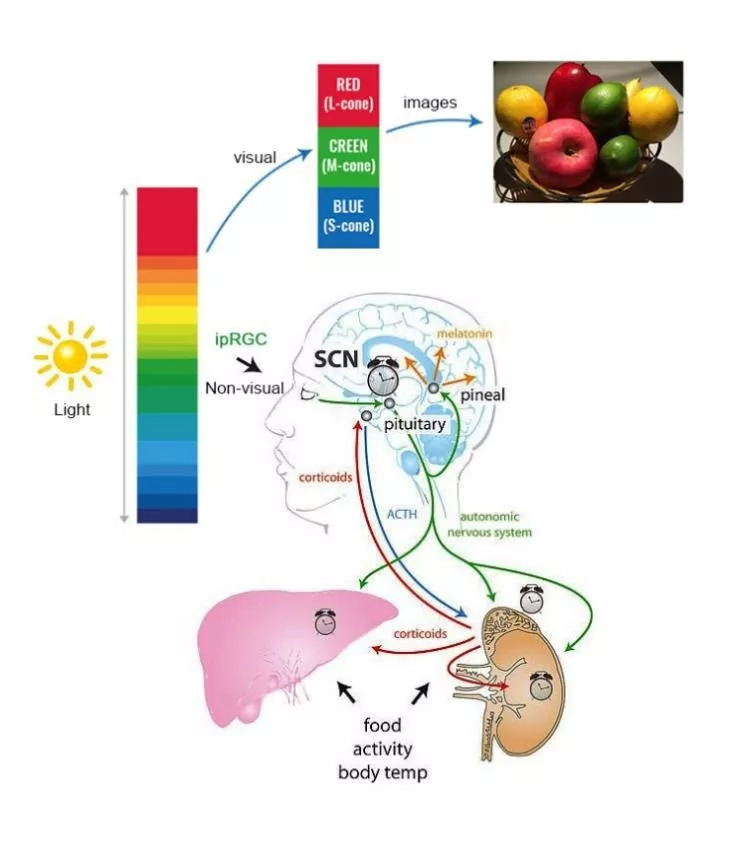 最新成果｜国星光电推出全光谱系列LED