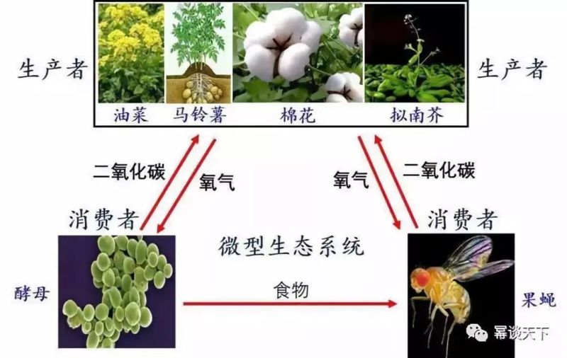 厉害了！嫦娥四号在月球背面上种出了第一株嫩芽