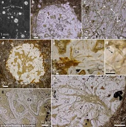 科学家发明仿生蘑菇电灯 3D打印细菌光合作用功能