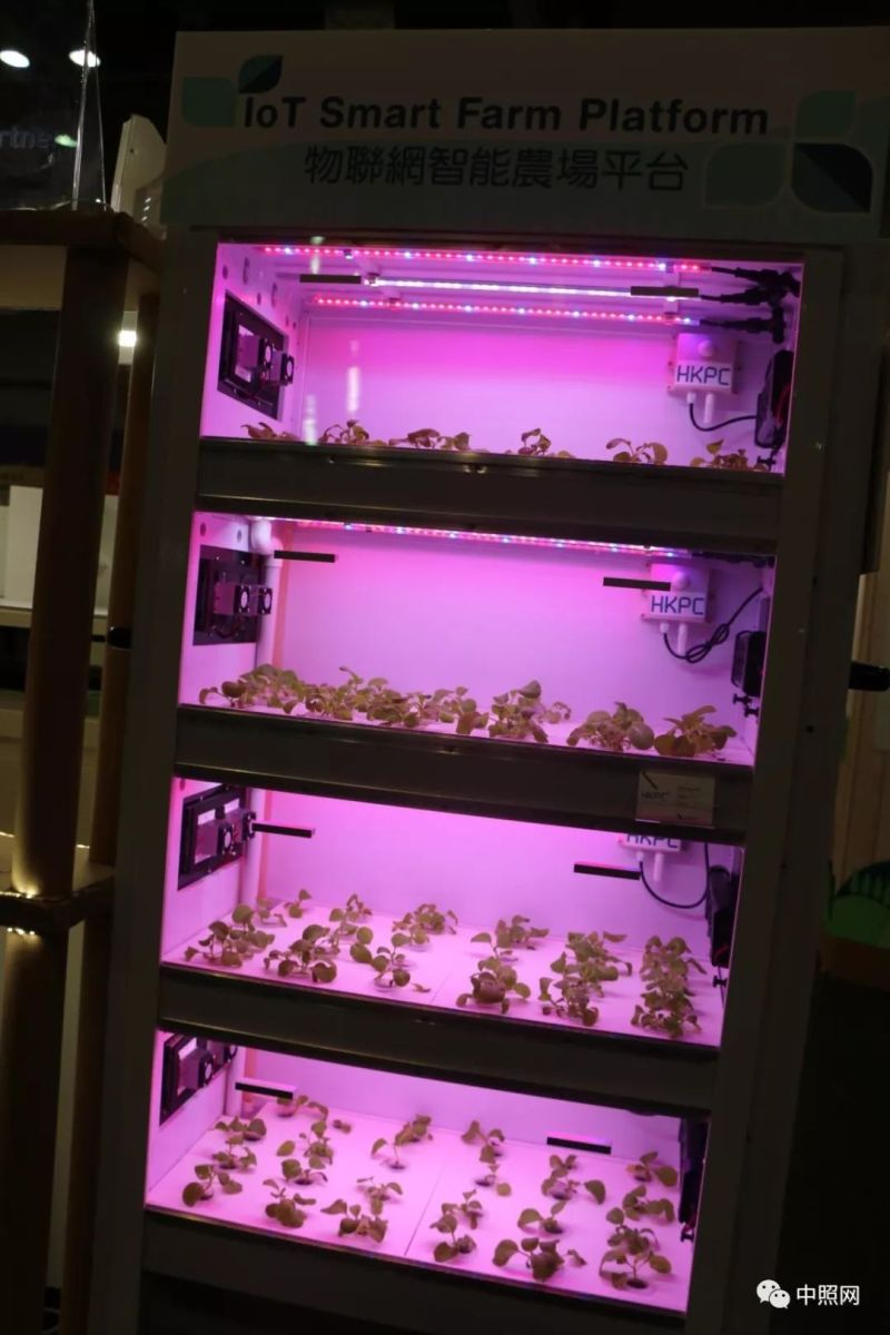 独家现场照片 直击香港两大照明展