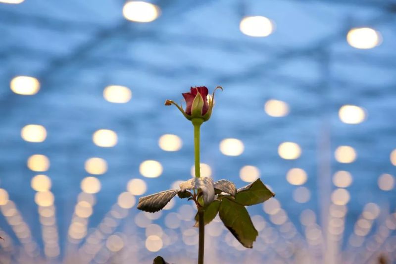 昕诺飞、欧司朗、首尔半导体都推出了植物照明新品