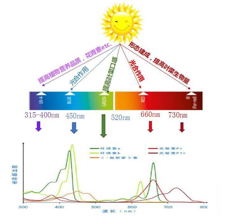 国星光电发布高光效植物光照LED