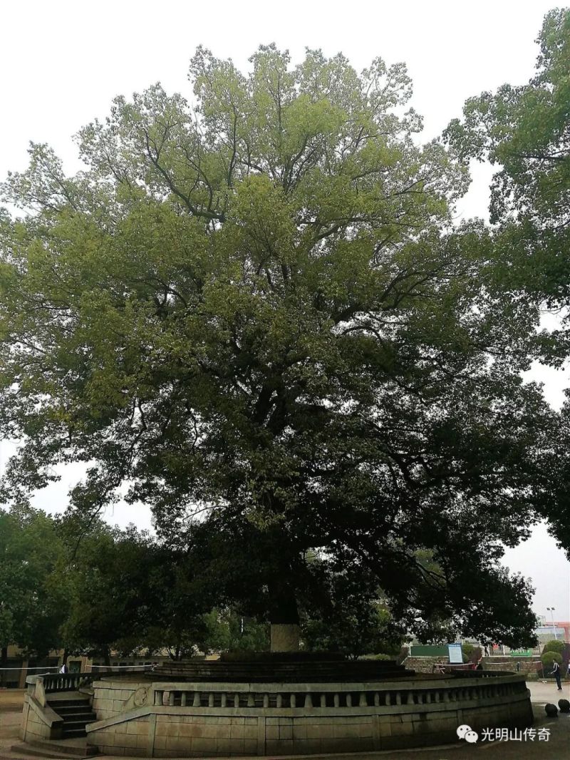 人生轨迹：梦想与责任同行   ——深圳雷曼光电科技股份有限公司董事长兼总裁、涟源一中校友李漫铁先生的铸梦与爱心之旅