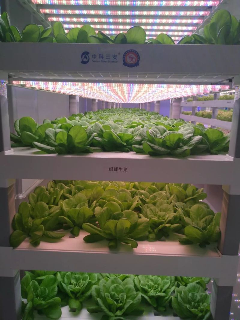 植物工厂摄影作品展示