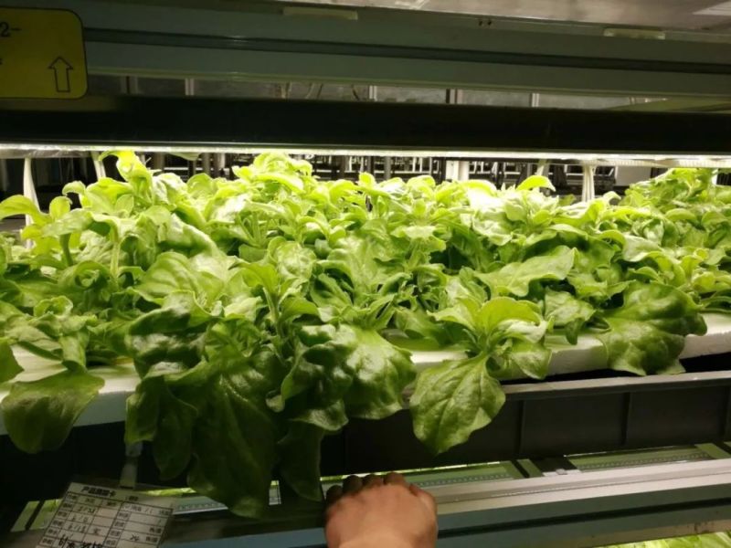 植物工厂摄影作品展示