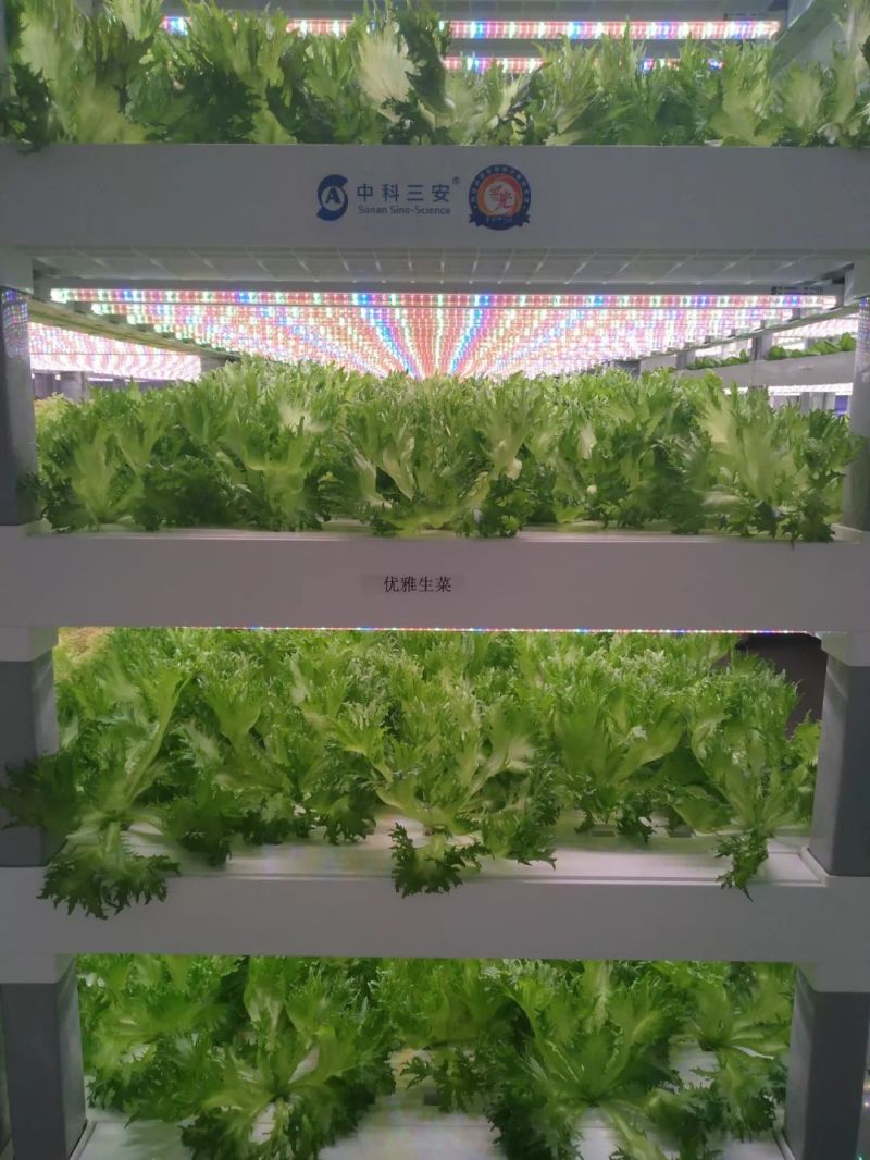 植物工厂摄影作品展示