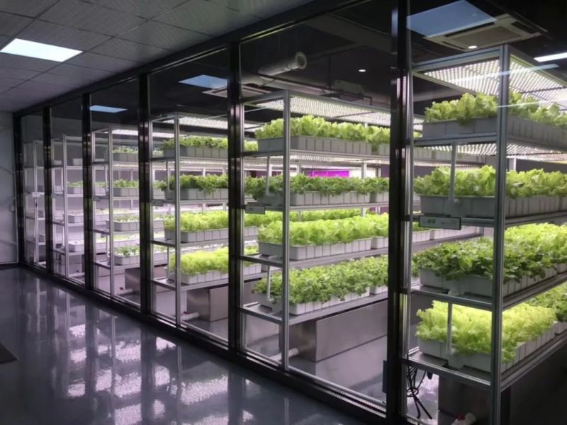 植物工厂摄影作品展示