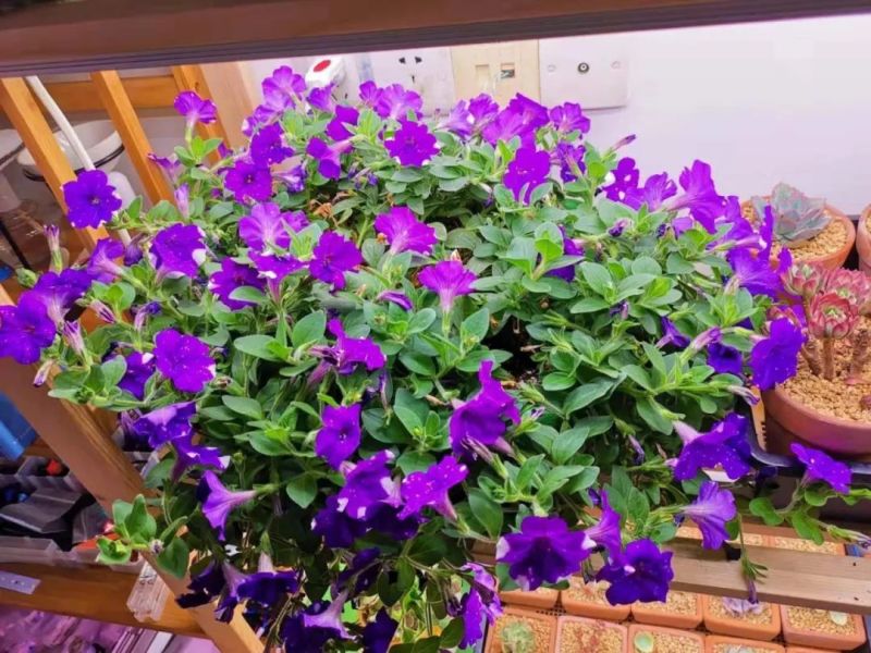 植物工厂摄影作品展示