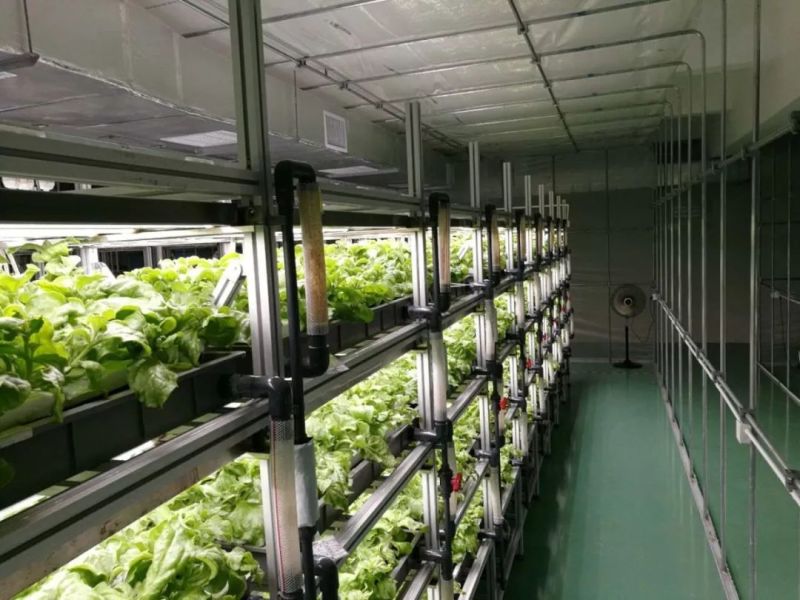 植物工厂摄影作品展示