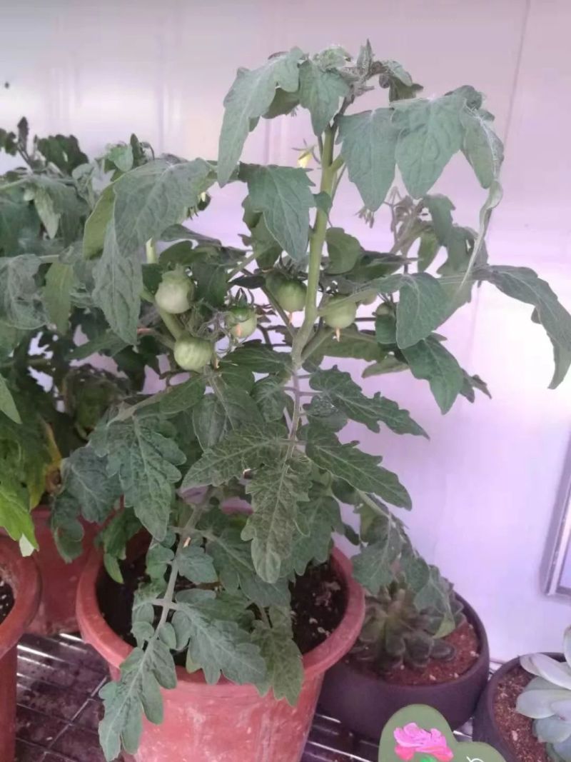 植物工厂摄影作品展示