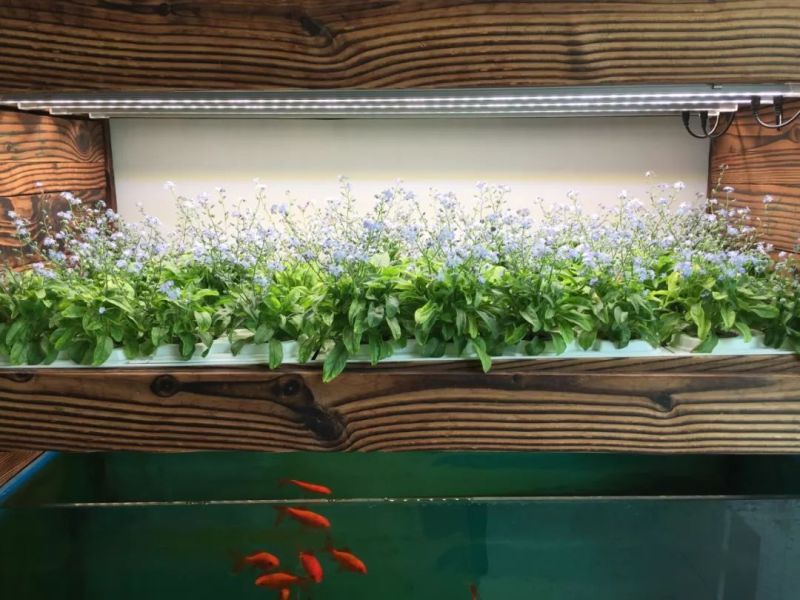 植物工厂摄影作品展示