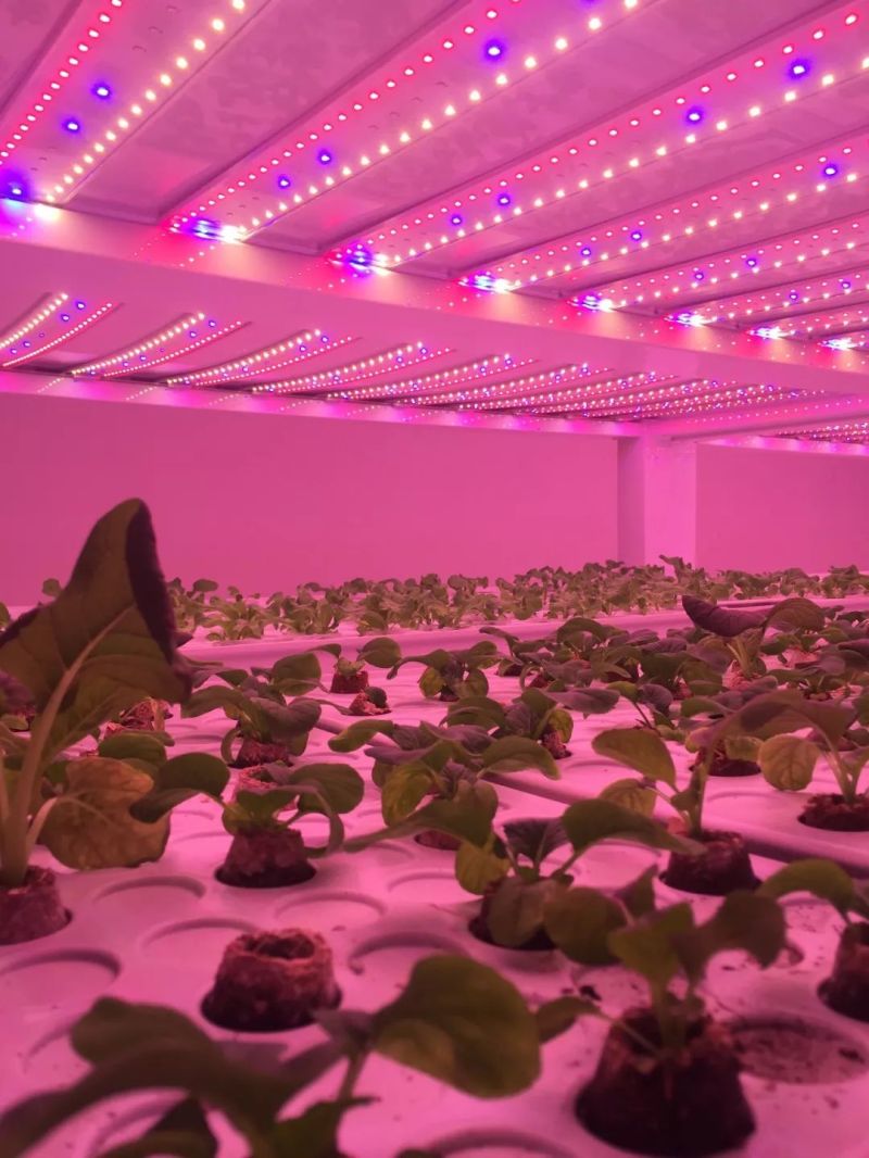 植物工厂摄影作品展示