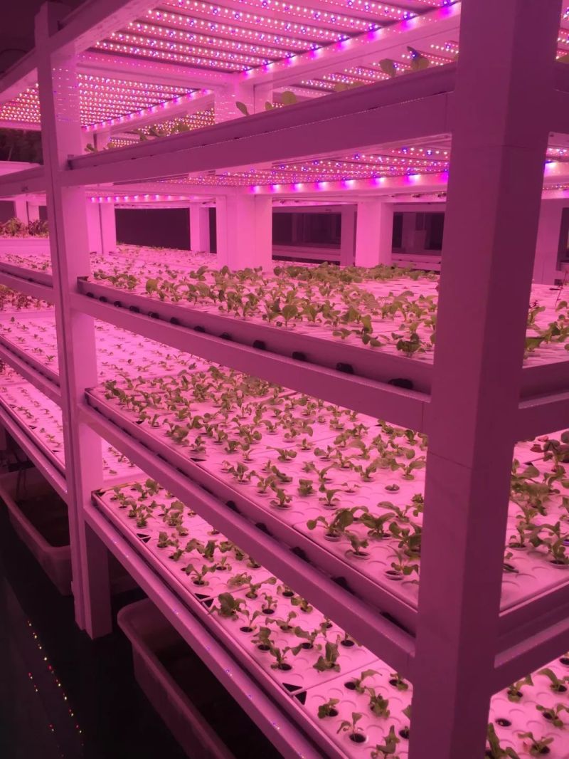 植物工厂摄影作品展示