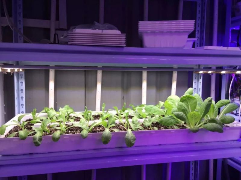 植物工厂摄影作品展示