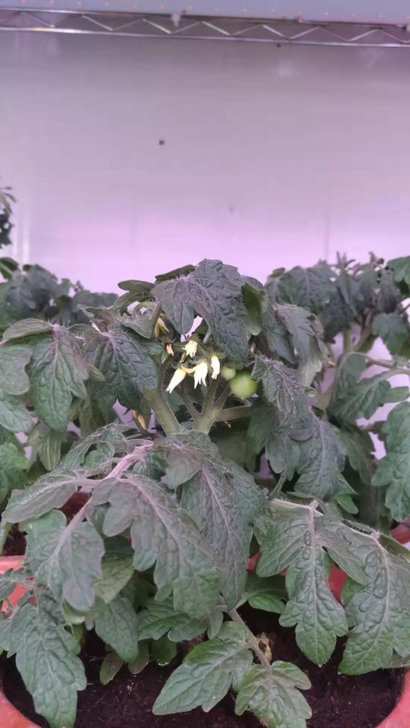 植物工厂摄影作品展示