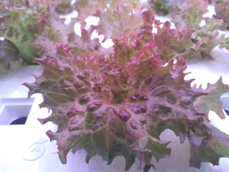 植物工厂摄影作品展示