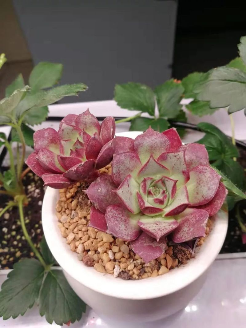 植物工厂摄影作品展示