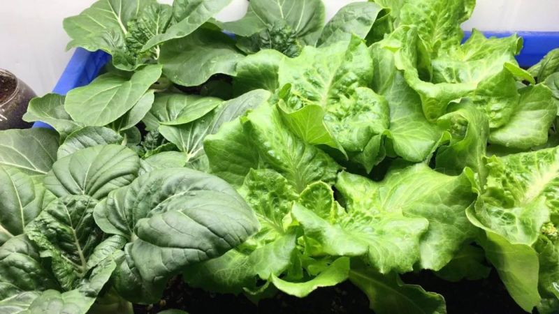 植物工厂摄影作品展示