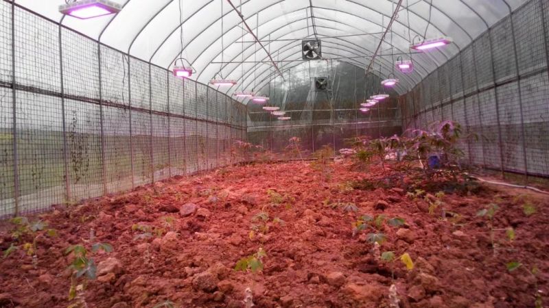 植物工厂摄影作品展示