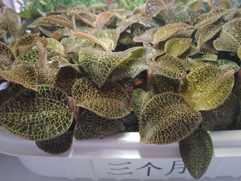 植物工厂摄影作品展示