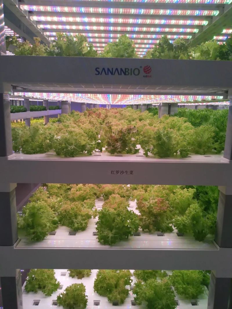 植物工厂摄影作品展示