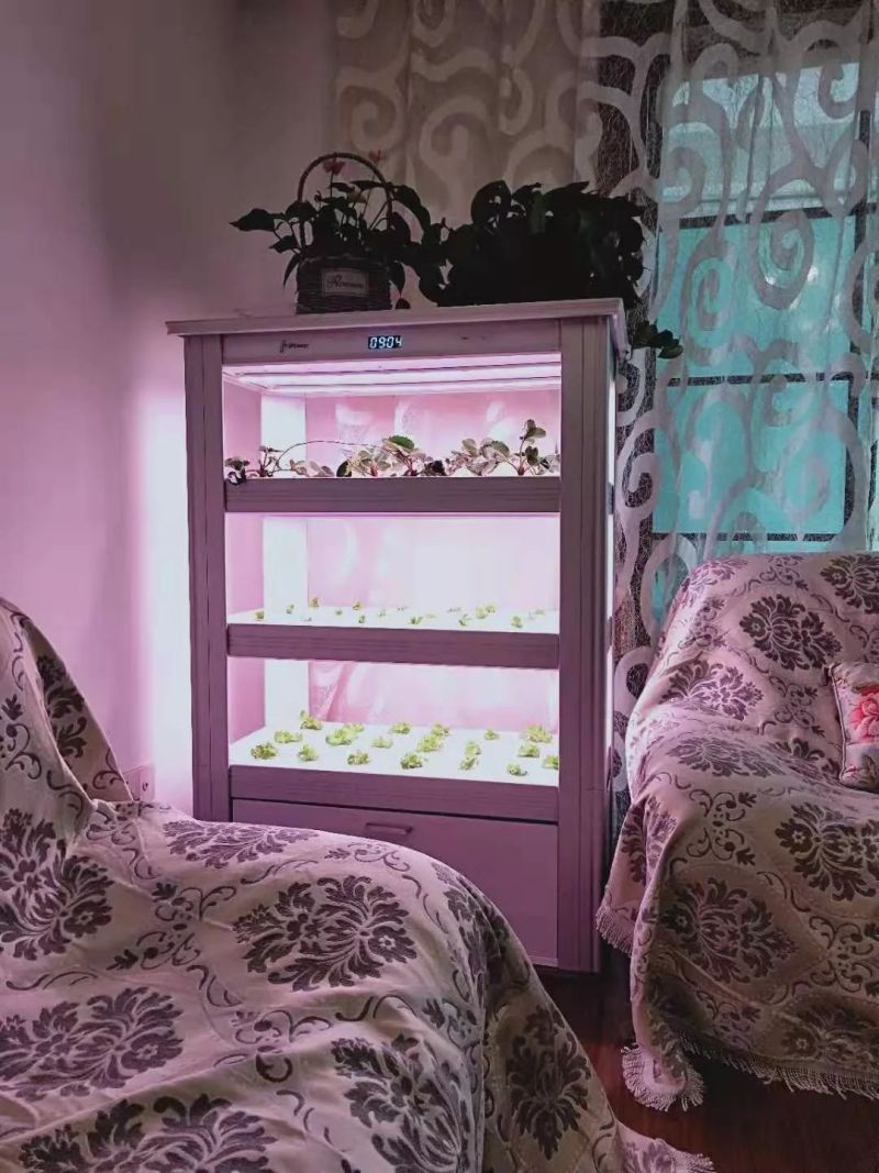 植物工厂摄影作品展示