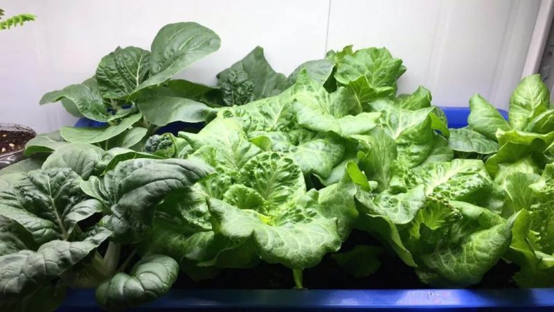 植物工厂摄影作品展示