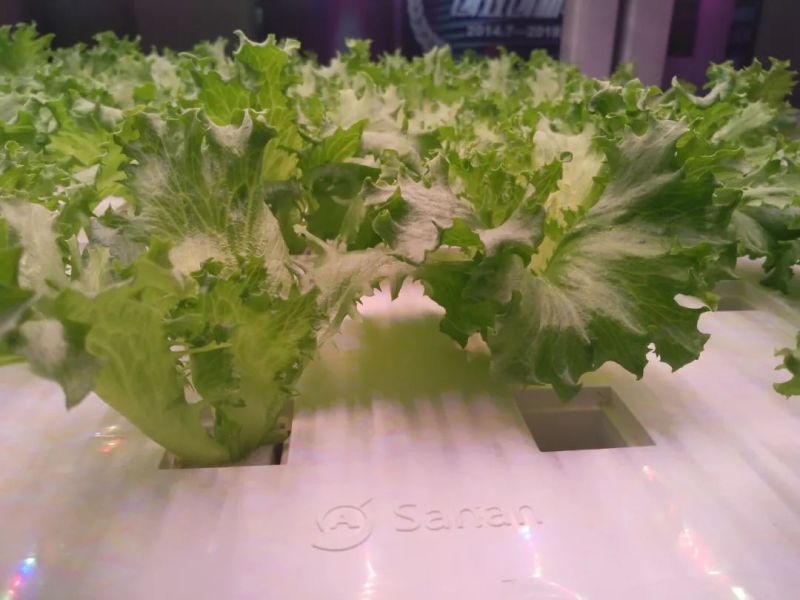 植物工厂摄影作品展示