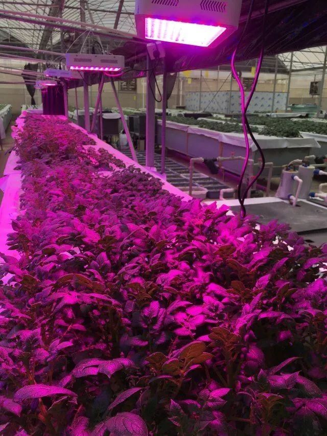 植物工厂摄影作品展示