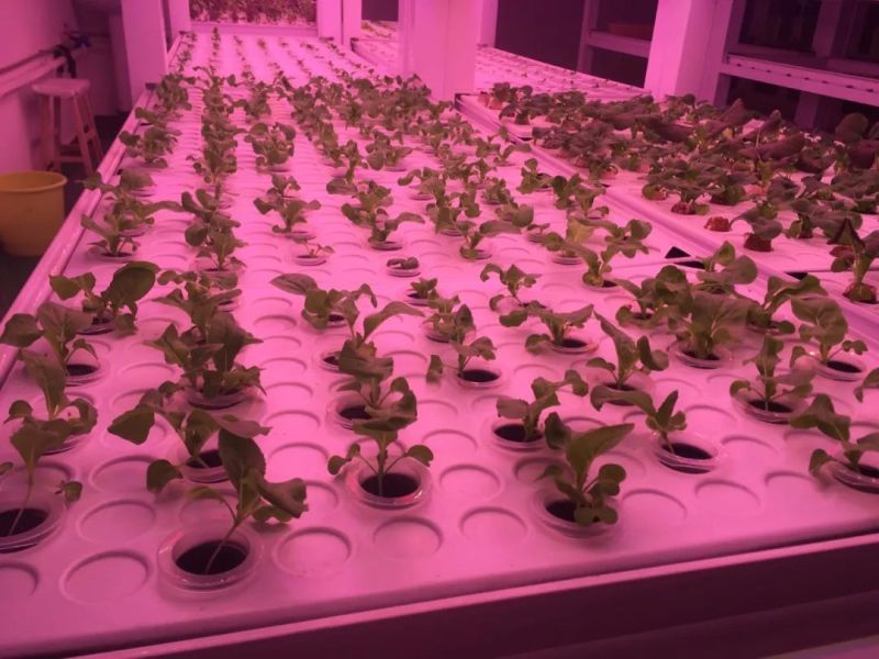 植物工厂摄影作品展示