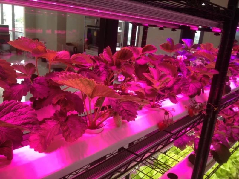 植物工厂摄影作品展示