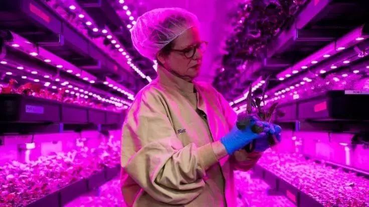 这家线上超市投资1700万英镑发展“垂直农业”