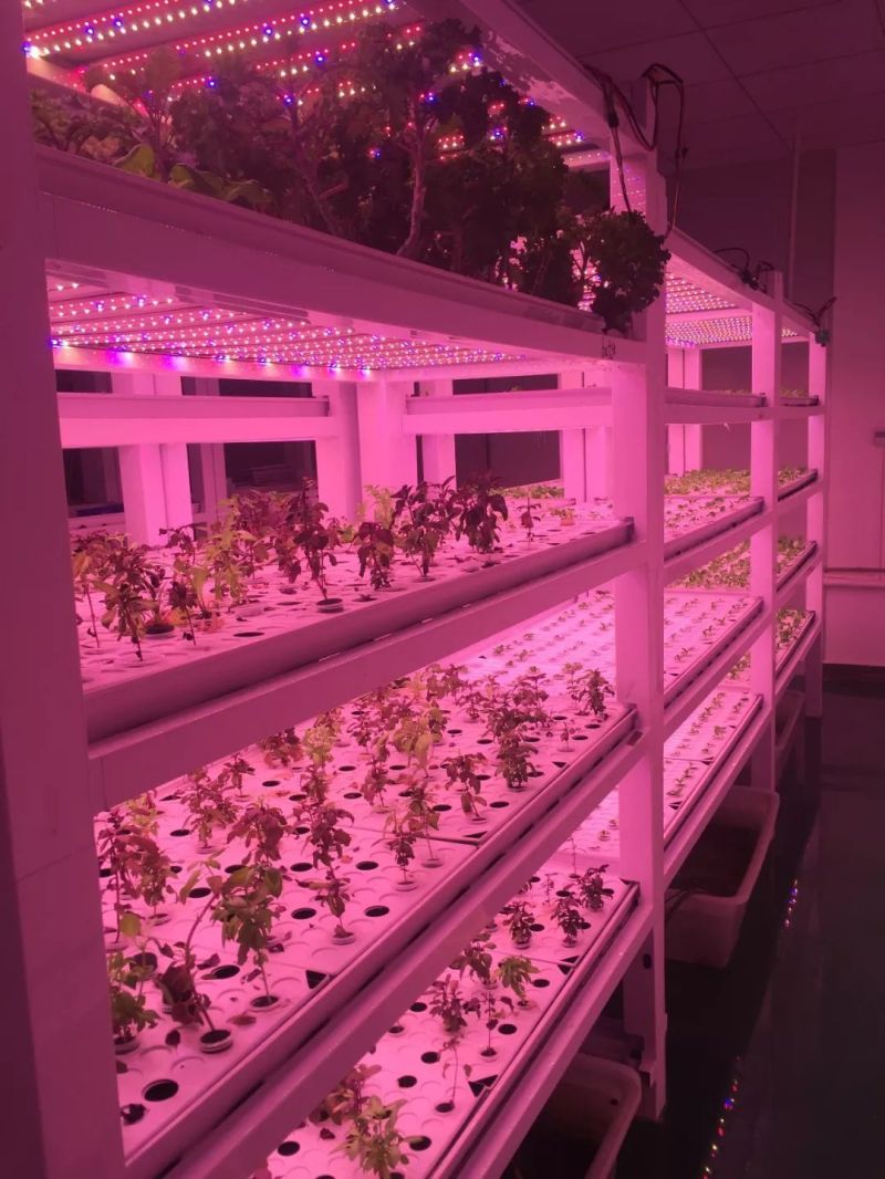 植物工厂摄影作品展示