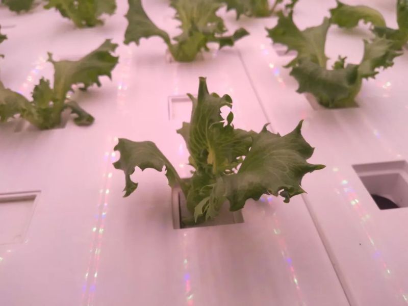 植物工厂摄影作品展示