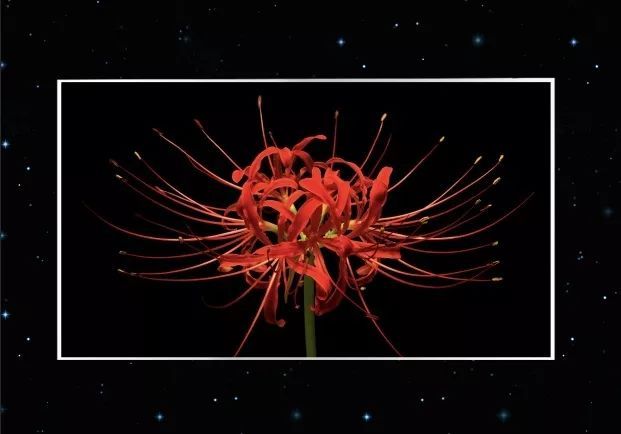 京东方、天马、惠科、华佳彩、JDI等面板企业重磅亮相！多款黑科技展品抢先看！