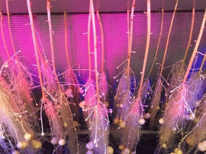 植物工厂摄影作品展示