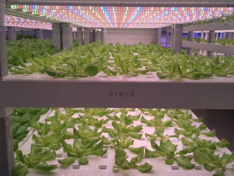 植物工厂摄影作品展示